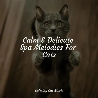 Calm & Delicate Spa Melodies For Cats by Relaxmycat