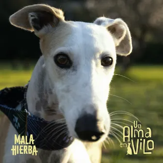 Un alma en vilo by Mala Hierba