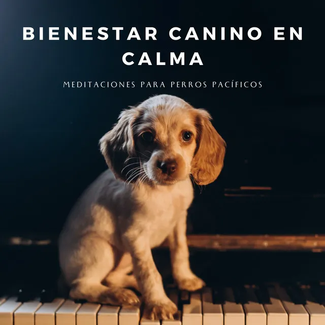 Serenidad De La Meditación Del Canino