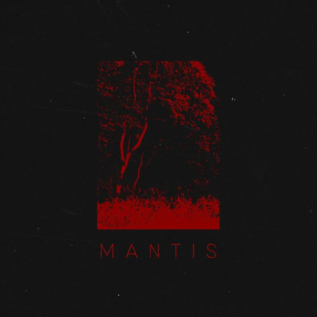 Mantis