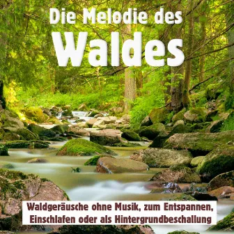 Die Melodie des Waldes, Waldgeräusche ohne Musik, zum Entspannen, Einschlafen oder als Hintergrundbeschallung by Waldgeräusche