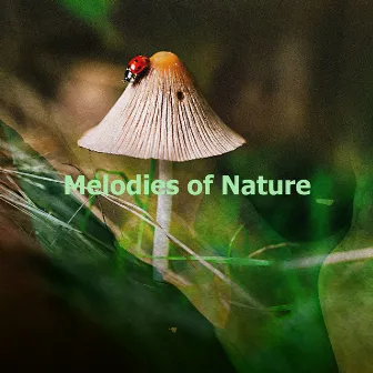 Melodies of Nature by Unknown Artist