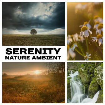 Serenity Nature Ambient: 50 Relaxation Sounds for Meditation & Sleep, Instrumental New Age for Yoga & Spa by Nature Collection