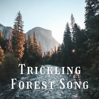 Trickling Forest Song by Nature Lab