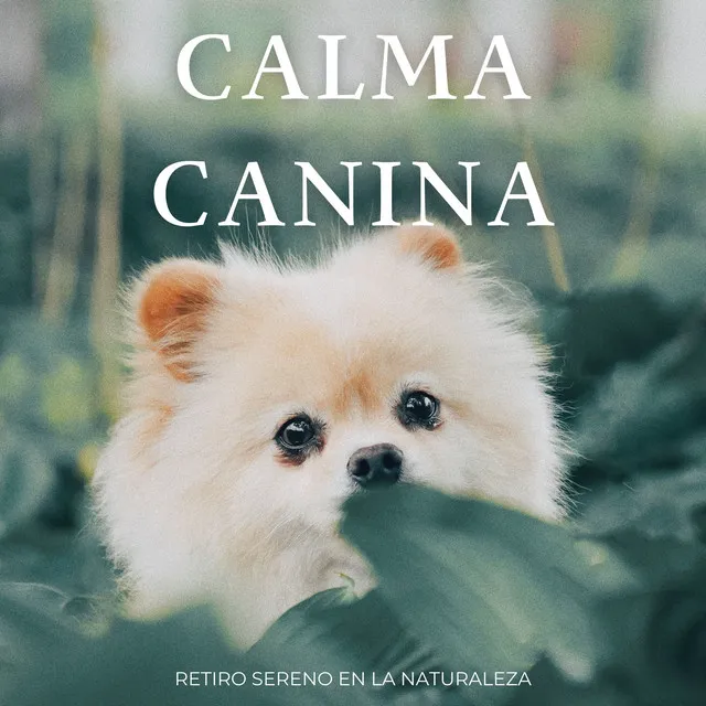 La serie del compositor canino