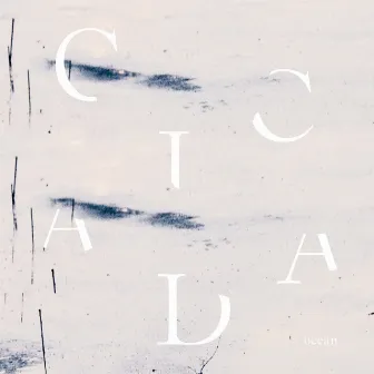 Ocean by Cicada