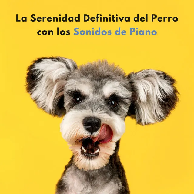 La Serenidad Definitiva Del Perro Con Los Sonidos De Piano