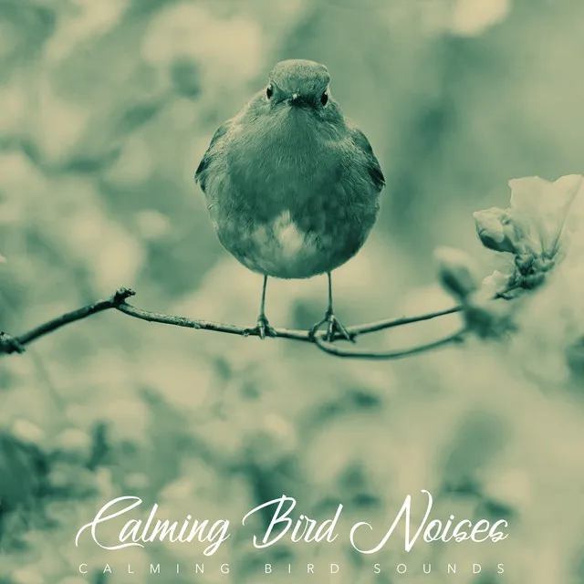 Calming Bird Noises