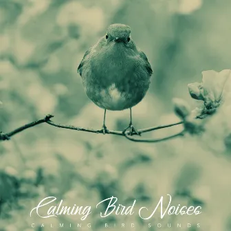 Calming Bird Noises by Calming Bird Sounds