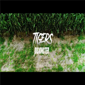 Disjoncter by Tigers