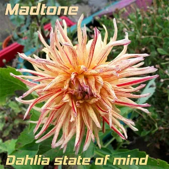 Dahlia State of Mind (Weeds up Me Knees Mix) by Madtone