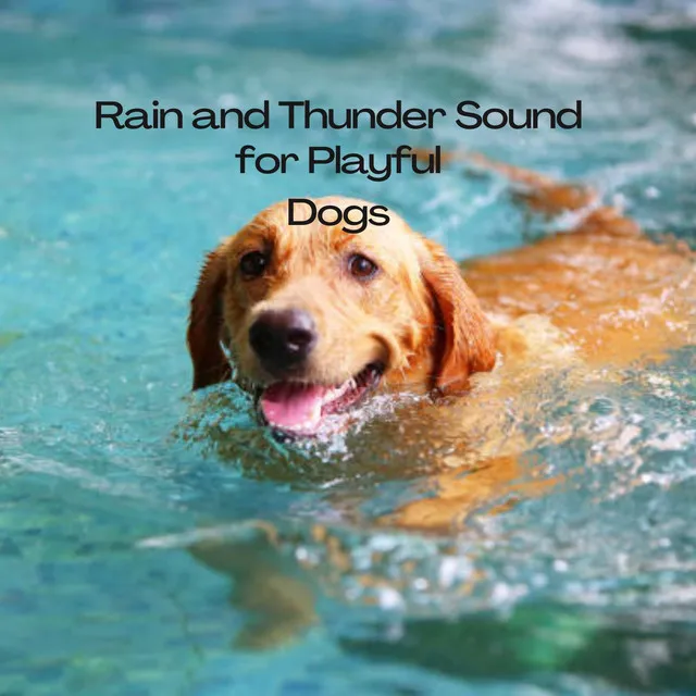 Excellent Rain Sound for Little Dogs