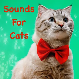 Sounds For Cats by Diggity Dog Pet Music