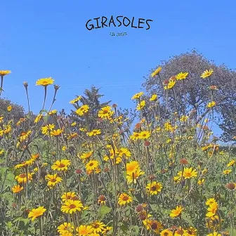 Girasoles by Lil Joshi