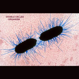 Double Celled Organism by Double Celled Organism