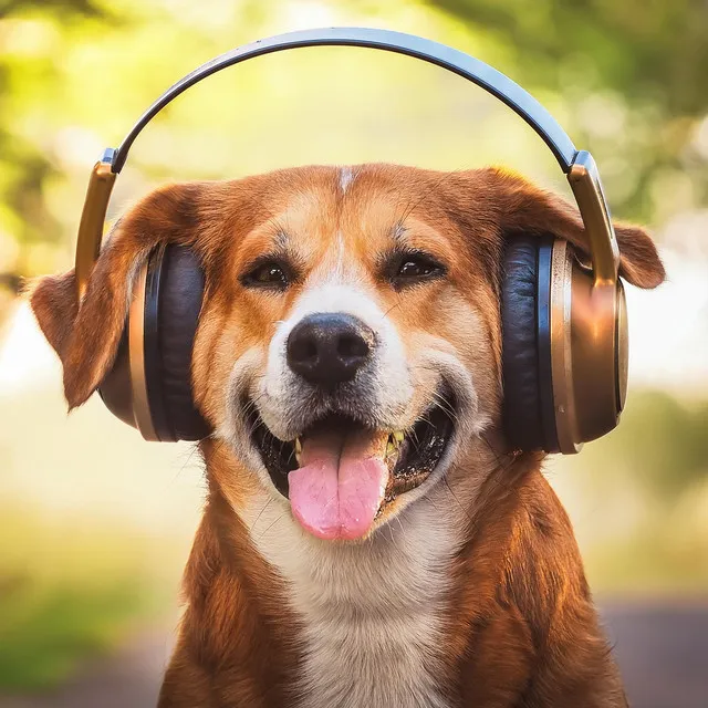 Energetic Canine Tunes