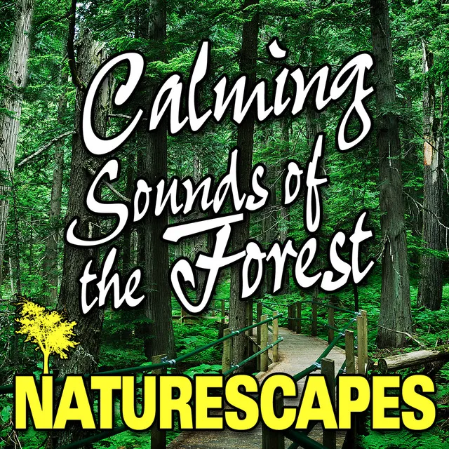 Calming Sounds of the Forest (Nature Sounds)