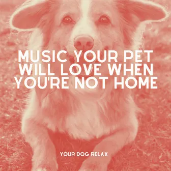 Music Your Pet Will Love When You're Not Home by Unknown Artist