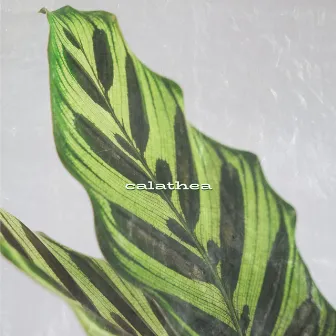 Calathea by Ruth de las Plantas