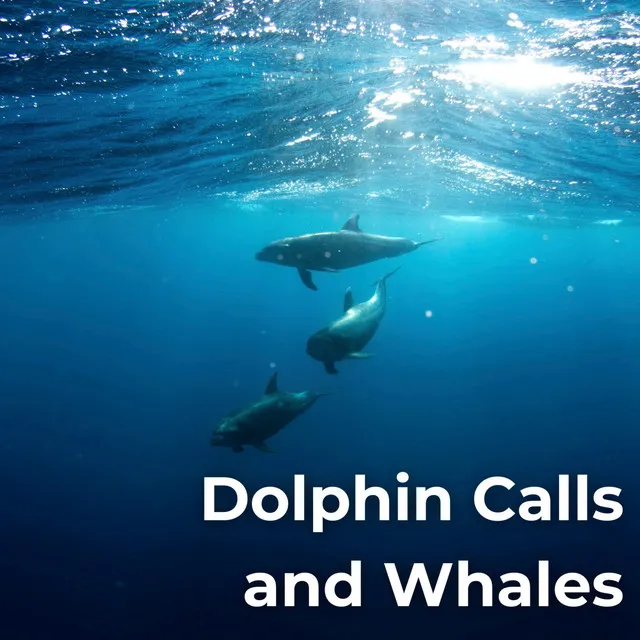 Dolphin Calls And Whales