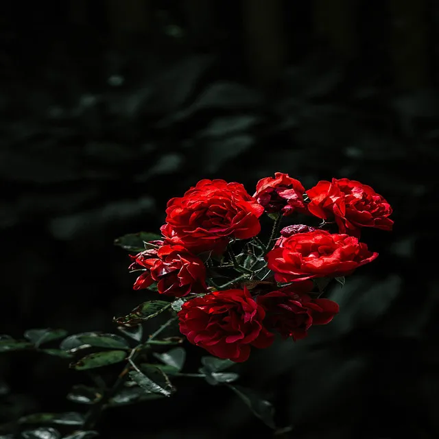 BLOOD ROSES