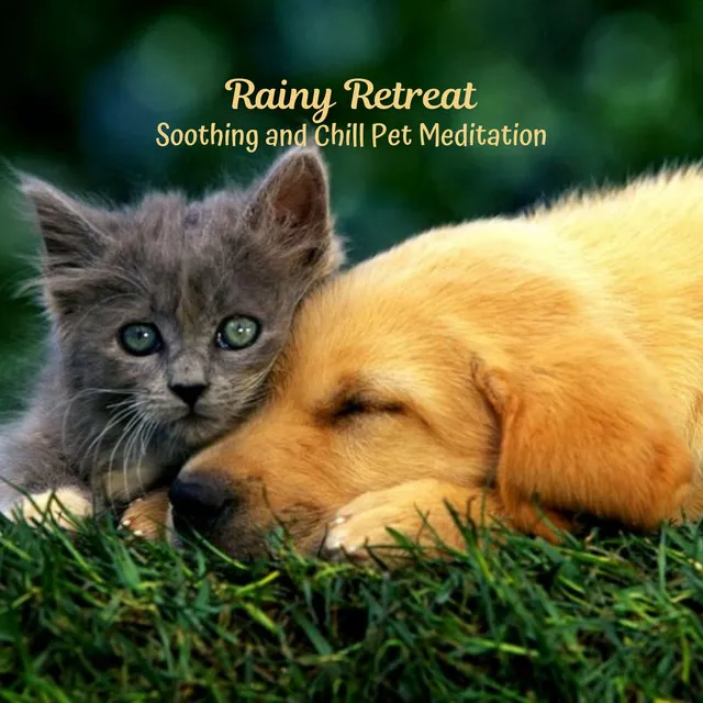 Rainy Retreat: Soothing and Chill Pet Meditation