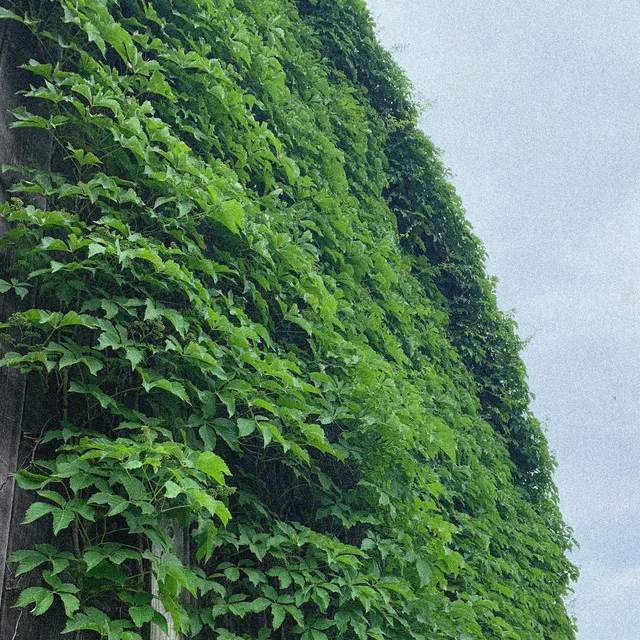 garden on the wall