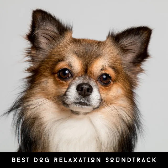 Best Dog Relaxation Soundtrack