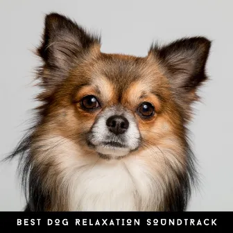 Best Dog Relaxation Soundtrack by Dog Chillout Zone