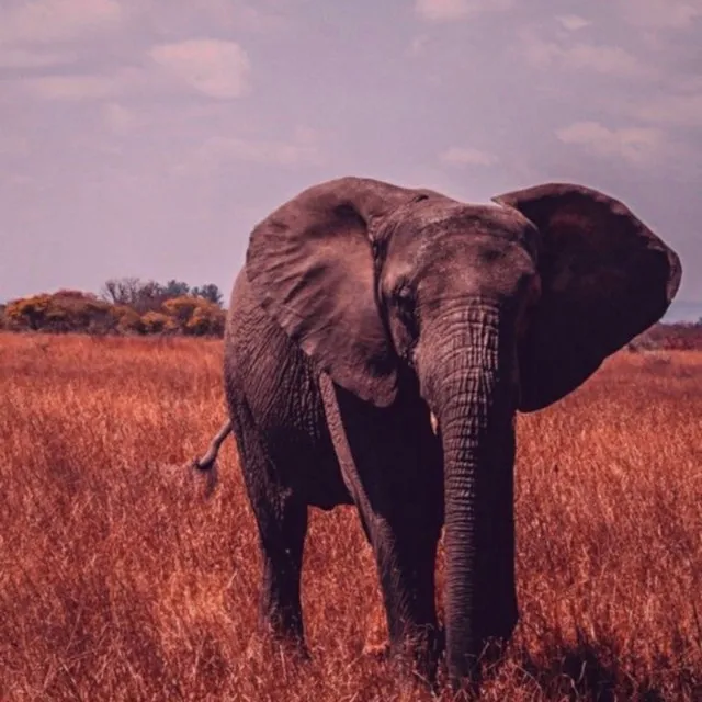 Elefante