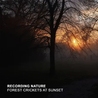 Forest Crickets at Sunset by Recording Nature