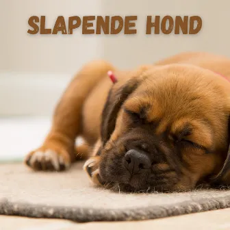 Slapende Hond: Rustige Pianomuziek voor Hondenangst En Slaap by Slaapmuziek voor Honden