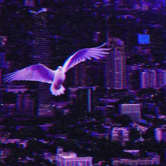 city dove by CUBES