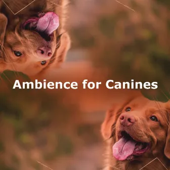 Ambience for Canines by Dog Music Sessions