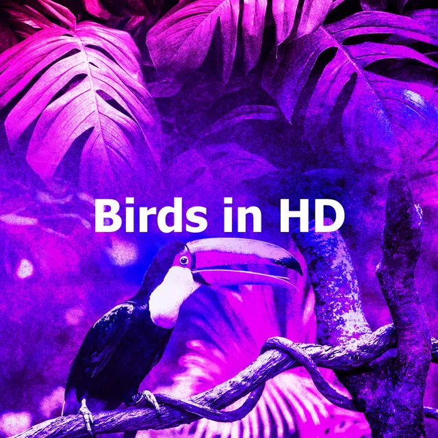 Birds in HD