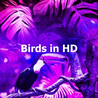 Birds in HD by Bird Recordings