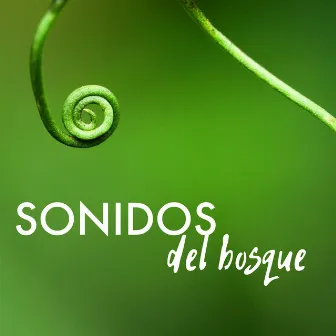 Sonidos del Bosque - Música Ambiental para Serenidad, Meditar, Ejercicios Yoga y Estudiar by Sonidos de la Naturaleza Star