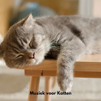 Muziek voor katten by Unknown Artist