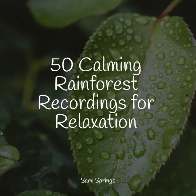 50 Calming Rainforest Recordings for Relaxation