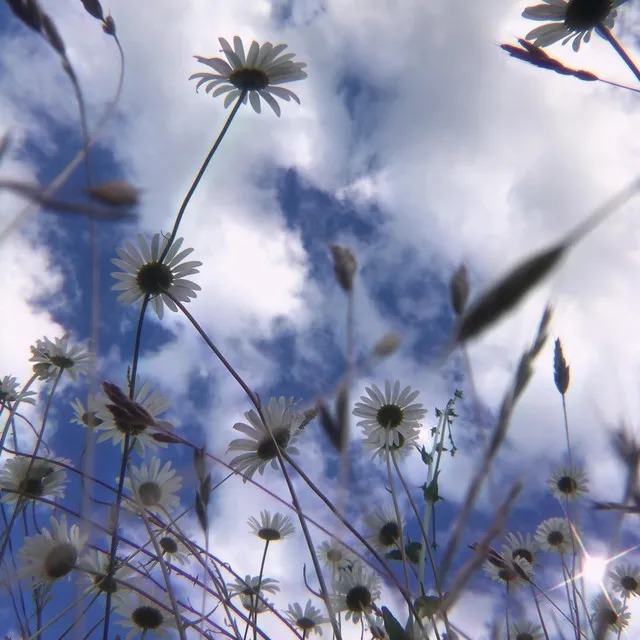 cumulus clouds