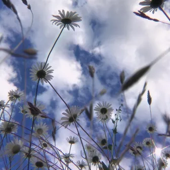 cumulus clouds by Sweven