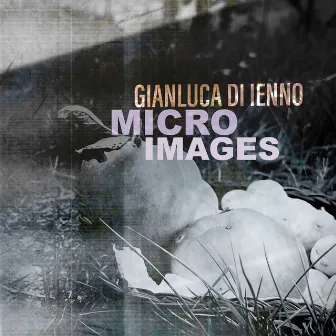 Microimages by Gianluca Di Ienno