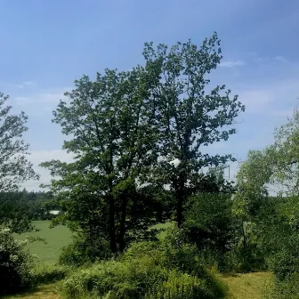 Swedish Summer Birds by The Relaxing Sounds of Swedish Nature