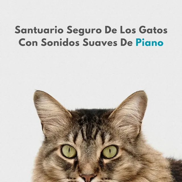 Santuario Seguro De Los Gatos Con Sonidos Suaves De Piano