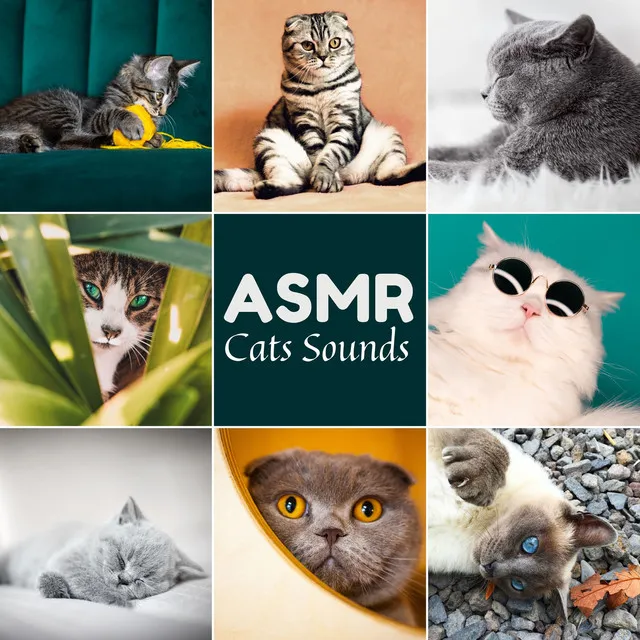 ASMR Cats Sounds: Purring, Hissing, Meowing, Eating