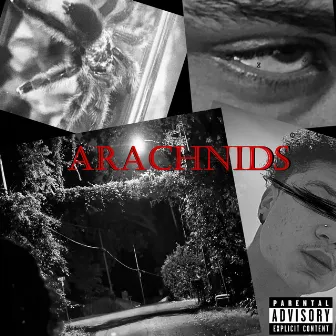 Arachnids by Artemis