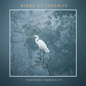 Birds Of Yosemite by Feathered Tranquility