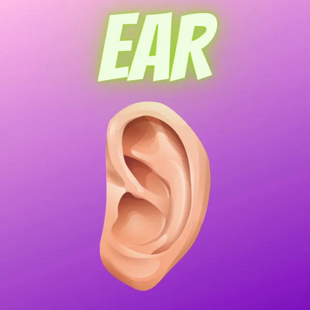 Ear