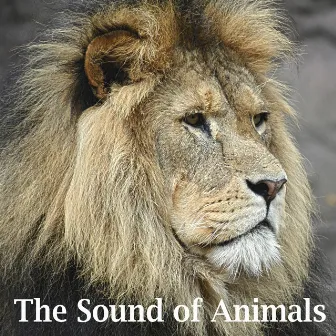 The Sound of Animals by Sound Effects Factory