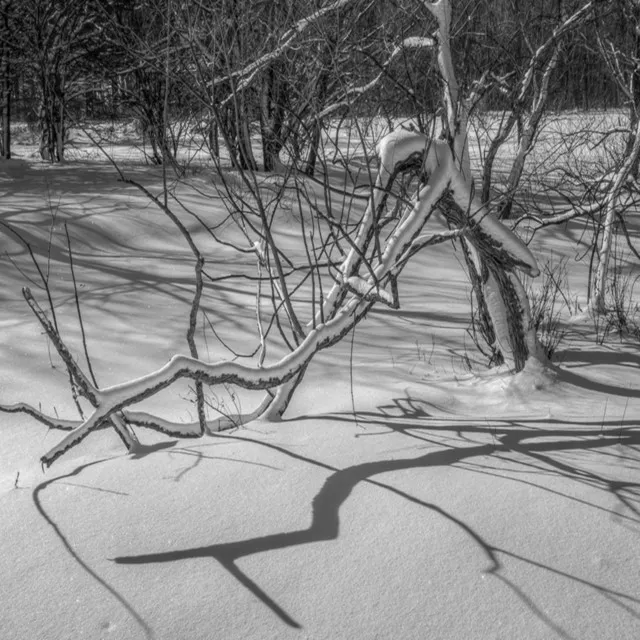 The Shadows of Winter